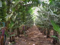 /album/fotogaleria/platano07-jpg/